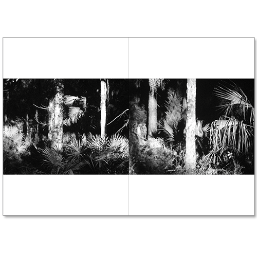 Image of Ivette Spradlin - Sunshine State