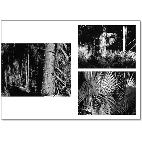 Image of Ivette Spradlin - Sunshine State