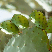 Prickley Pear Oil / Aceite Semilla de Tuna