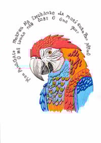 Image 1 of Papagaio Morreu