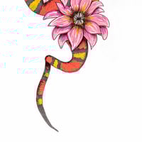 Image 2 of Cobra Mandacaru Colorido