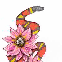 Image 3 of Cobra Mandacaru Colorido
