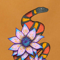 Image 2 of Cobra Mandacaru Marrom