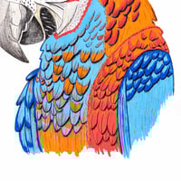 Image 3 of Papagaio