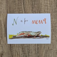 Image 2 of N is for Newt