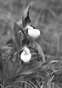 Lady's Slipper exclusive print (monochrome)