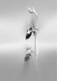 Bee-fly Orchid (1) exclusive print (monochrome)