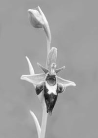 Bee-fly Orchid (2) exclusive print (monochrome)