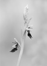 Fly Orchid exclusive print (monochrome)
