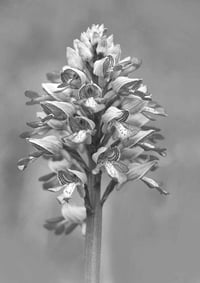 Military Orchid exclusive print (monochrome)