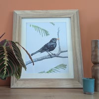 Image 1 of Blackbird in colour