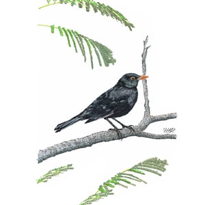 Image of Blackbird in colour