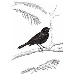 Image of Pen and Ink blackbird
