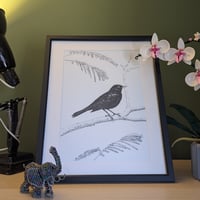 Image 1 of Chiaroscuro blackbird