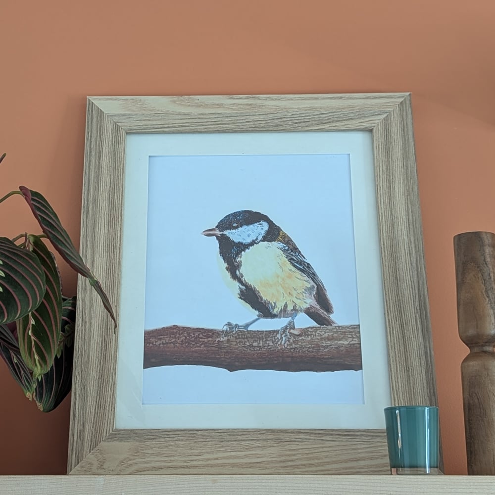Image of Great tit in colour