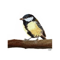 Image 2 of Great tit in colour