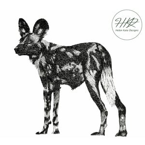 Image of African painted dog standing