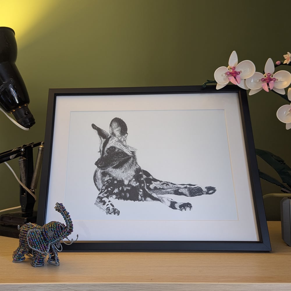 Image of African painted dog gazing