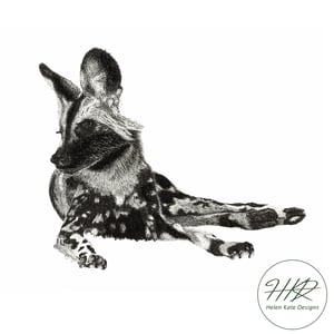 Image of African painted dog gazing