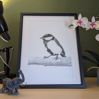 Image 1 of Chiaroscuro great tit