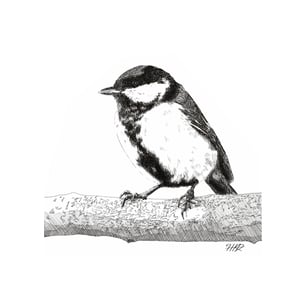Image of Pen and Ink great tit