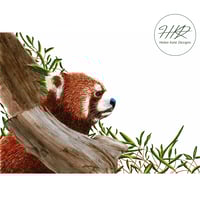 Image 2 of Red panda