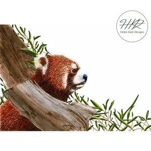 Image of Red panda
