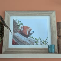 Image 1 of Red panda