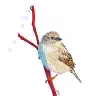 Image 2 of House sparrow in colour