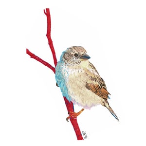 Image of House sparrow in colour