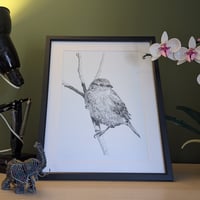Image 1 of Chiaroscuro house sparrow
