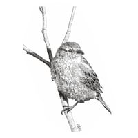 Image 2 of Chiaroscuro house sparrow