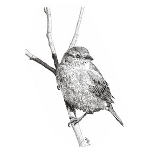 Image of Pen and Ink house sparrow