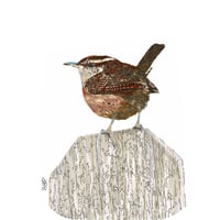 Image 2 of Wren in colour