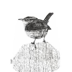 Image of Pen and Ink Wren