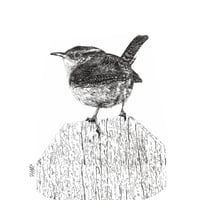 Image 2 of Chiaroscuro Wren