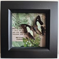 Scrapbok - Nawab Butterfly