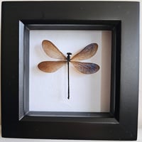 Image 1 of Framed - Vestalis Melania Damselfly II