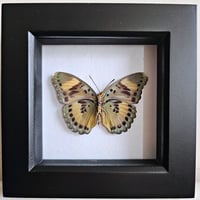 Framed - Euphaedra Butterfly sp.