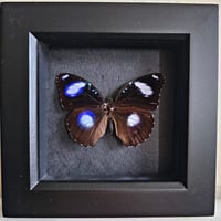 Image 1 of Framed - Blue Moon Butterfly II