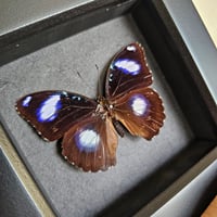 Image 2 of Framed - Blue Moon Butterfly II