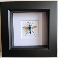 Image 1 of Framed - Emerald Cockroach Wasp (RARE)