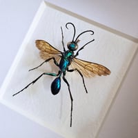 Image 2 of Framed - Emerald Cockroach Wasp (RARE)