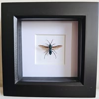 Image 1 of Framed - Emerald Jewel Wasp (RARE)