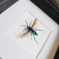 Image 2 of Framed - Emerald Jewel Wasp (RARE)