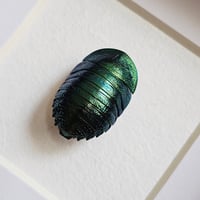 Image 2 of Framed - Emerald Cockroach (RARE)