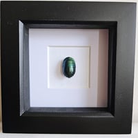 Image 1 of Framed - Emerald Cockroach (RARE)