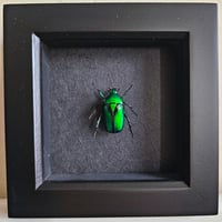 Framed - Chatanayi Flower Beetle II