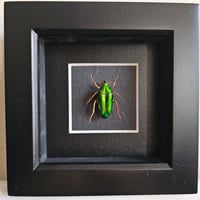 Framed - Smaragdina Flower Beetle II