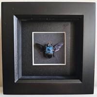 Framed - Blue Carpenter Bee II